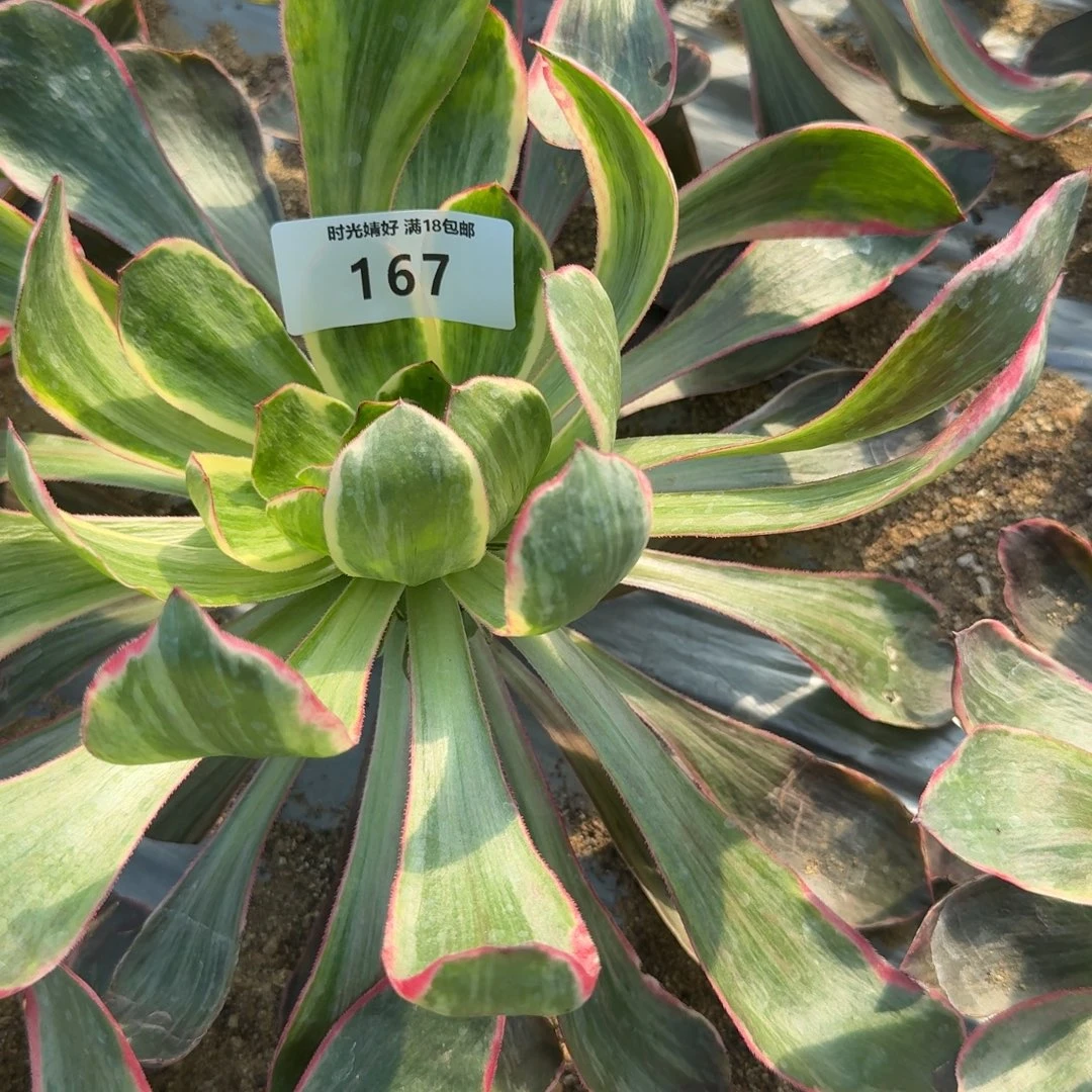 167恶魔之眼。多肉植物