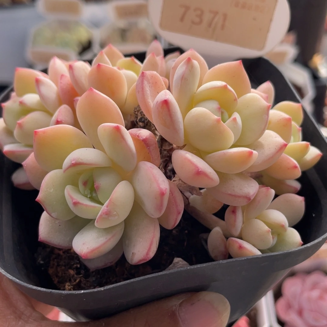 香草7371-10.0厘米有坎