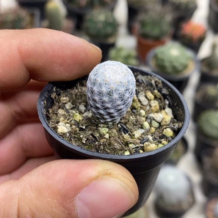 实生白鸟特价福利2