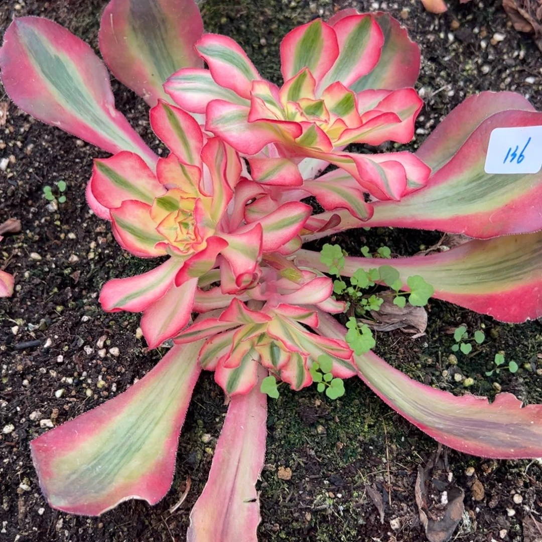 136爱丽丝多肉多肉多肉