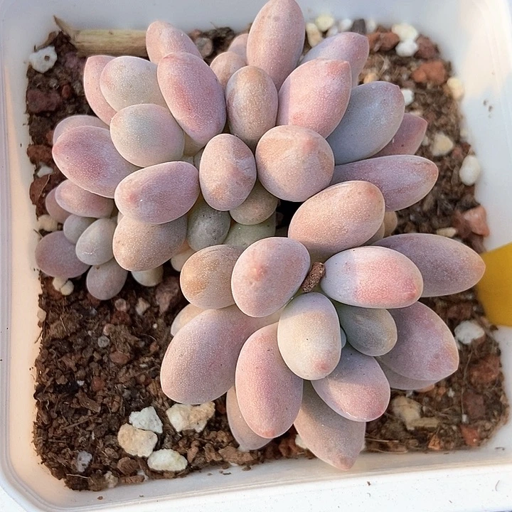 多肉植物粉色恋人921