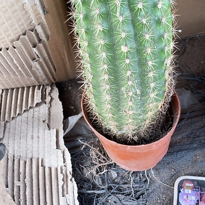 大毛花毛花256788