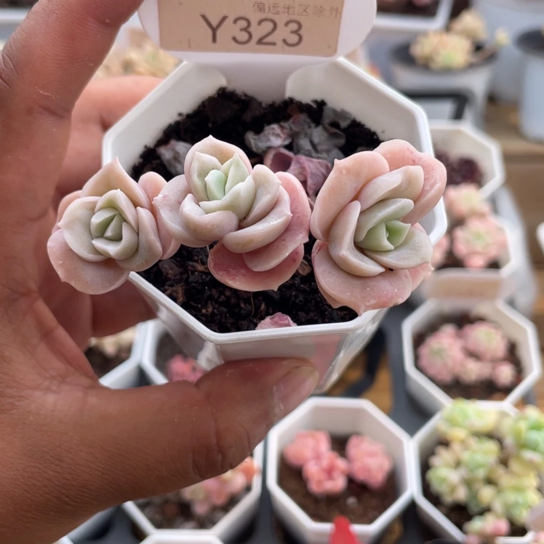 0323可爱玫瑰5.0厘米