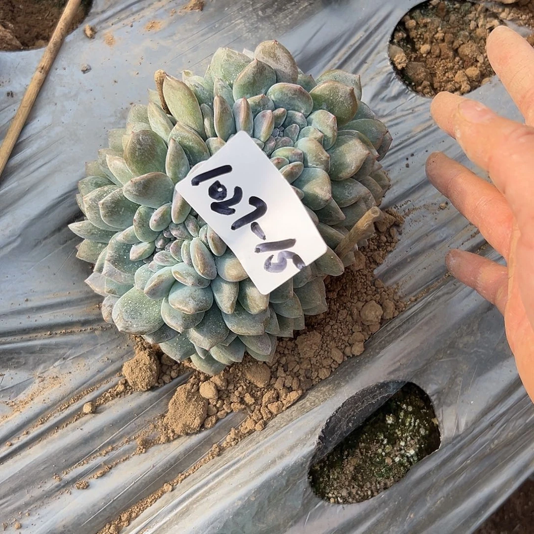 福****1027-15橙子缀地栽寄养