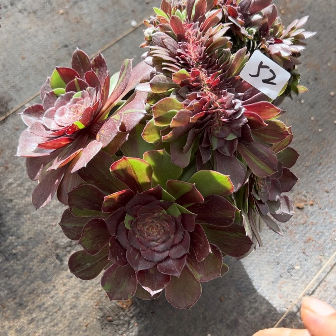 52花月夜缀domr多肉