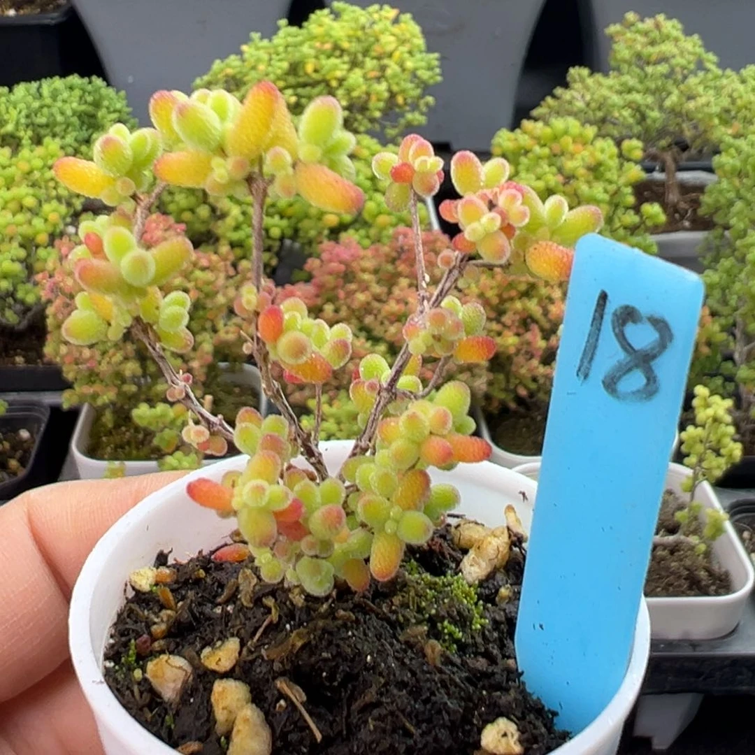 实生蜜橘糖球18号