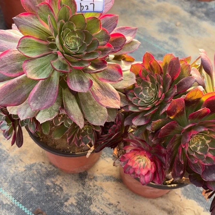 两颗一起莲花座有砍断枝不包27