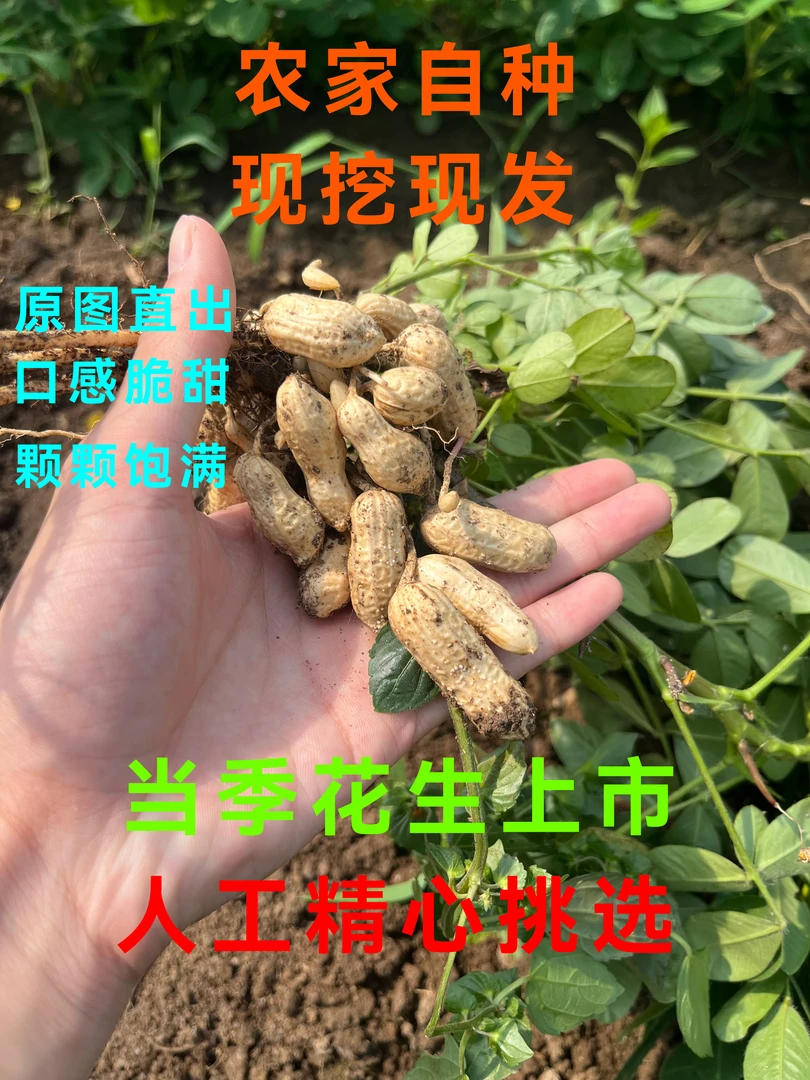 农家自种新鲜美味鲜花生人工筛选湿花生现挖现发当季生花生饱满