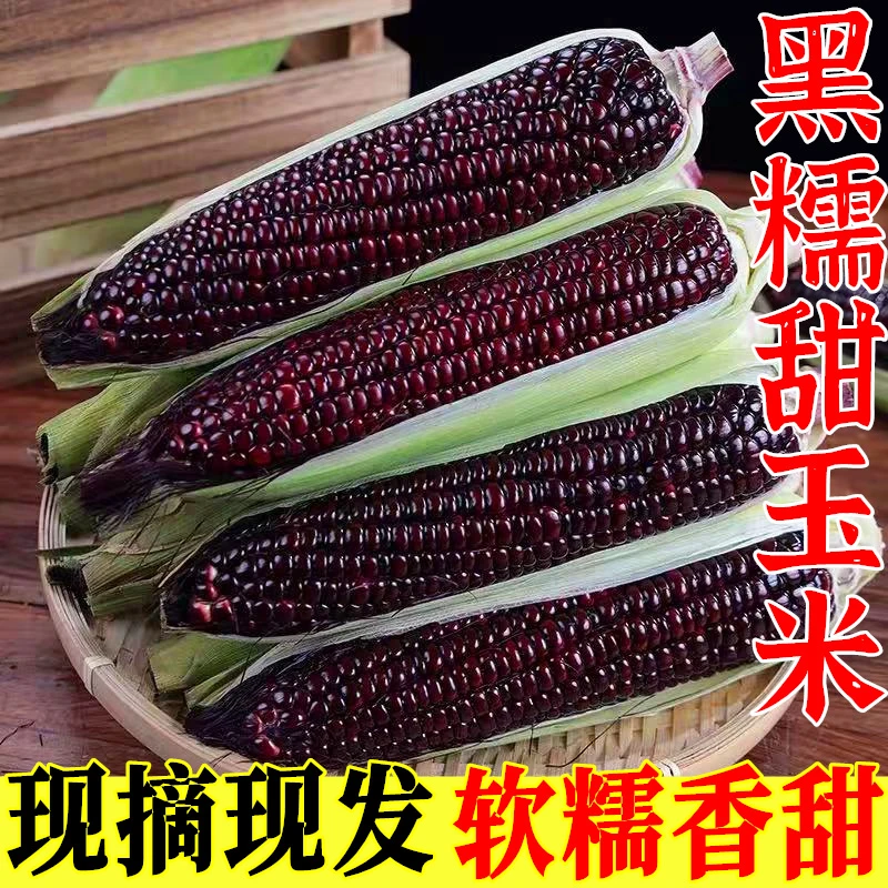【带皮现摘】广西黑糯玉米5斤/8斤农家紫玉米富硒黑玉米蔬菜甜软嫩