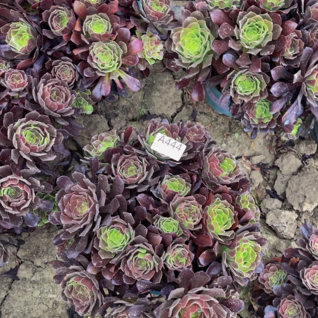 浅***陌欧若拉法师朵朵5-16