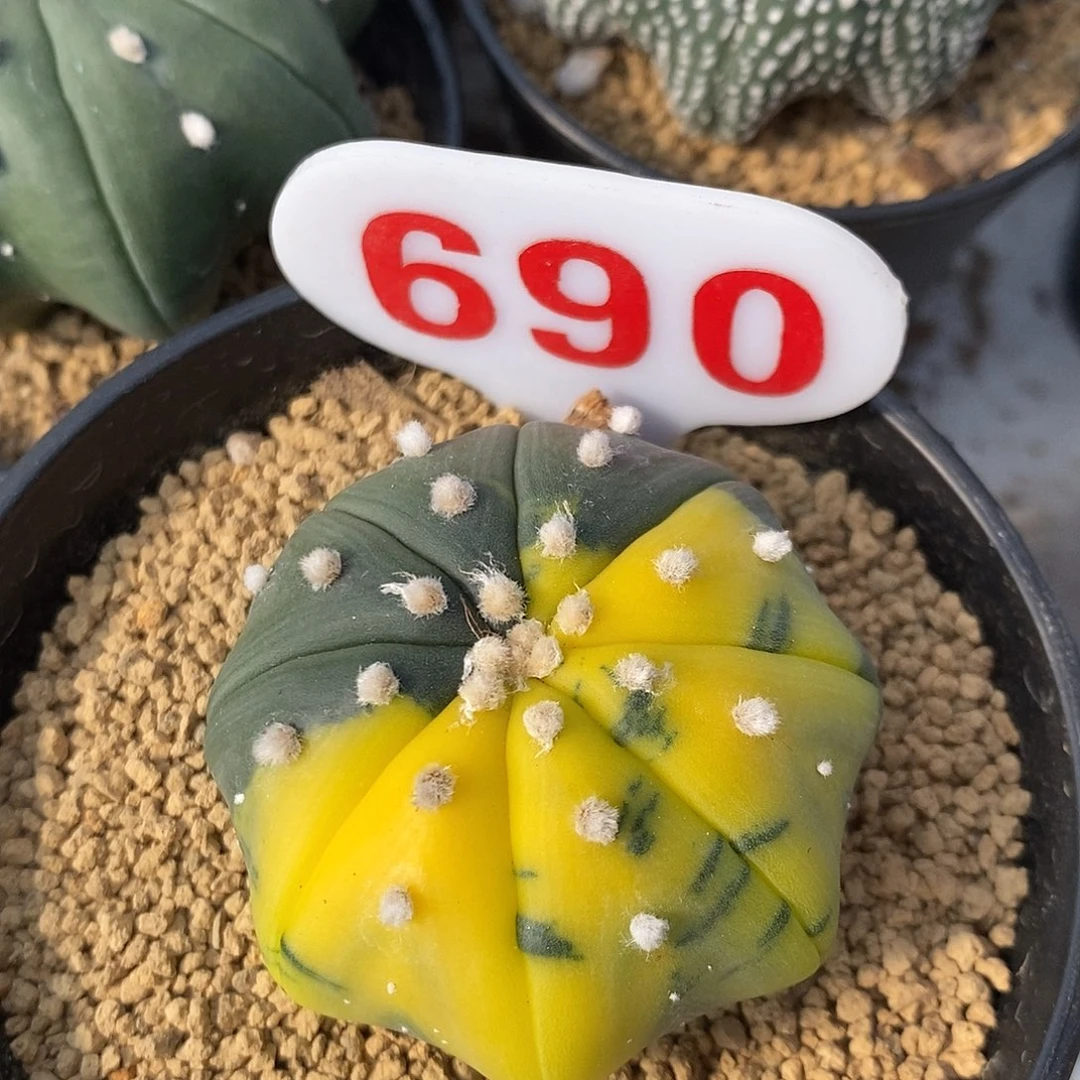 690海星兜锦系列产品的