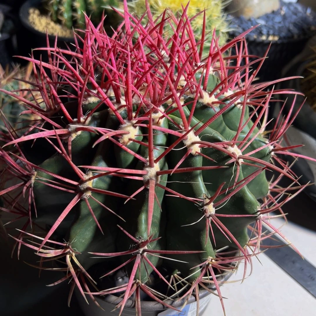 墨西哥红虎大精品222