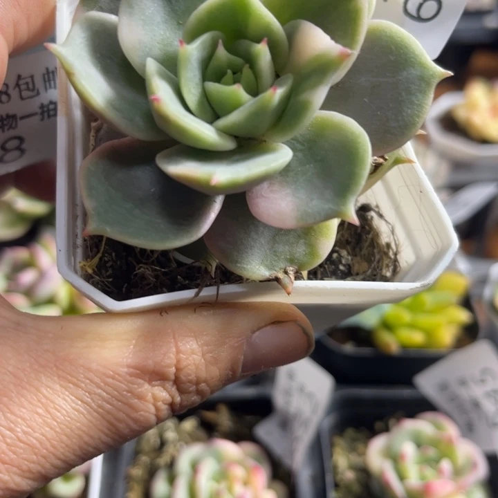 贝加尔湖里多肉植物684