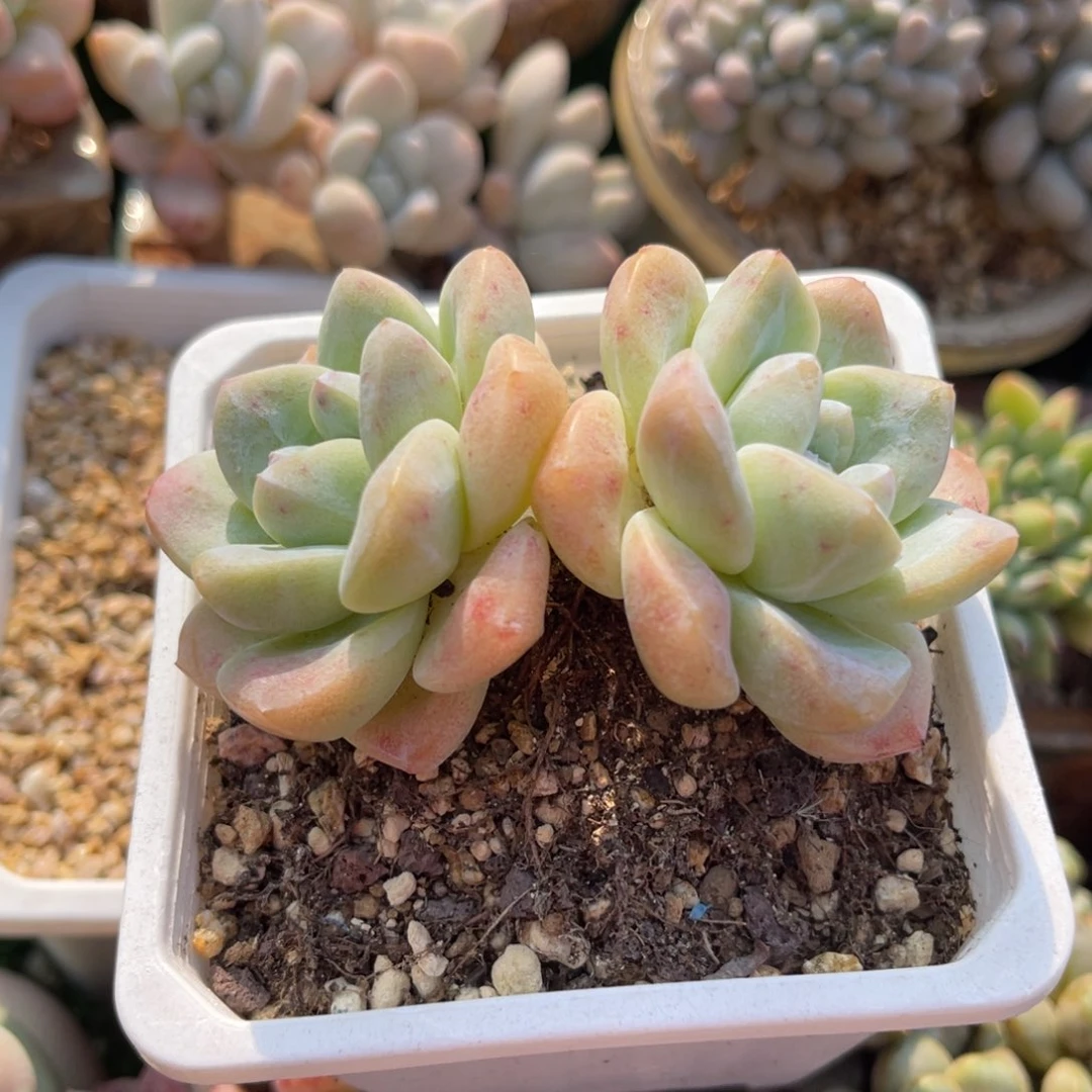 多肉植物一物一拍