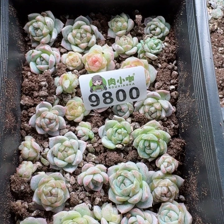 修****?多肉植物多肉植物