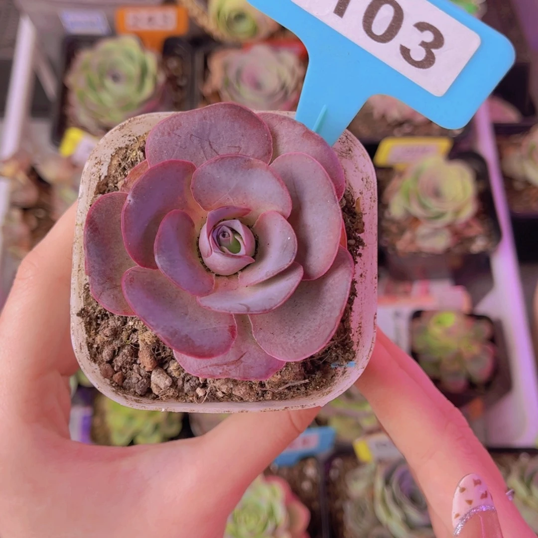 单品一物一拍103号