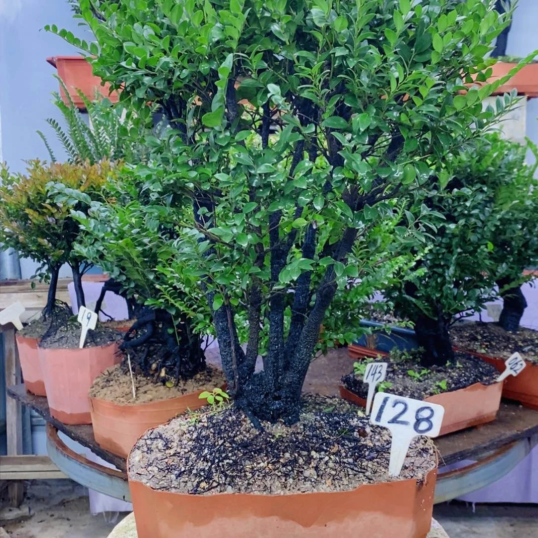 当前无花朵，栽培后可花朵128小叶紫檀