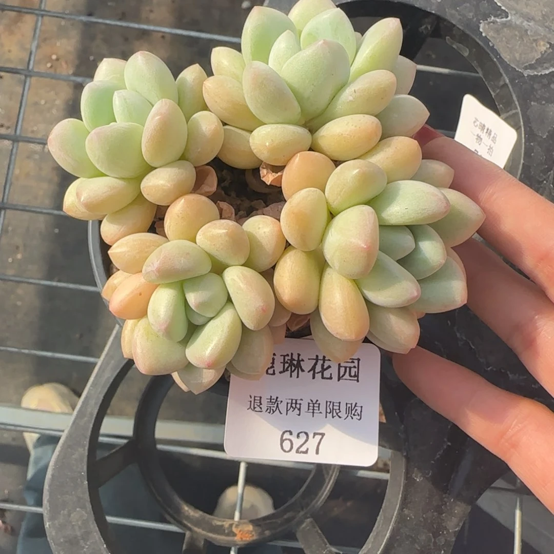 闪购精品多肉627号