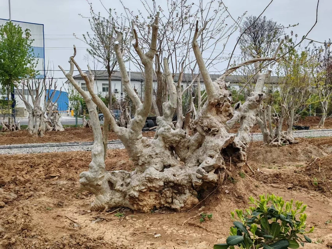 紫薇树老桩别墅园林绿化造景