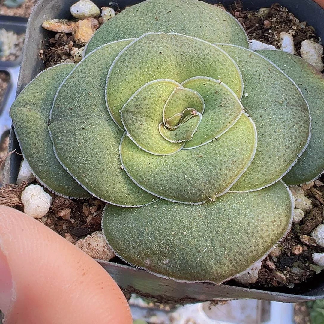 吧19包邮多肉植物