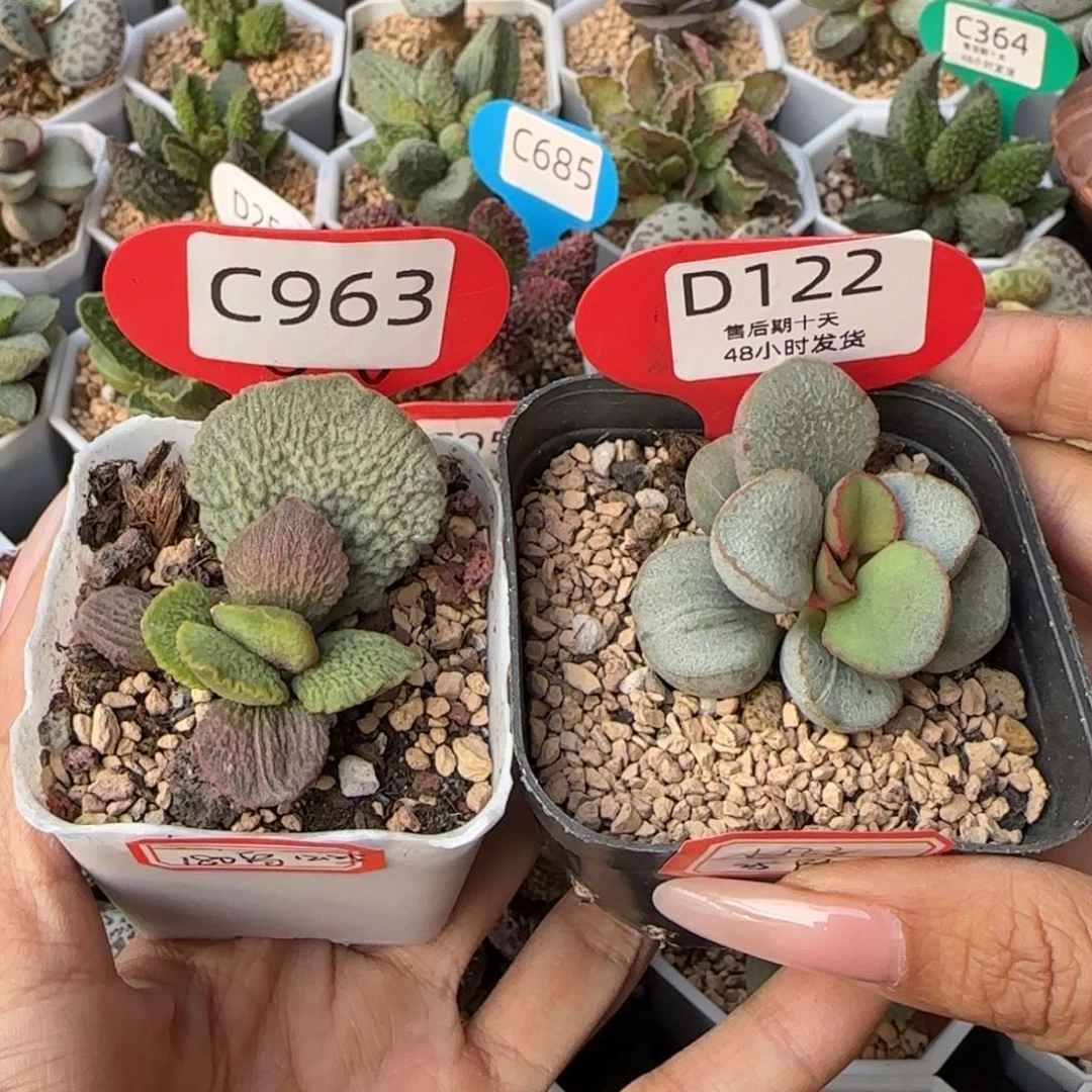 小***子抵扣200。    963。 122。