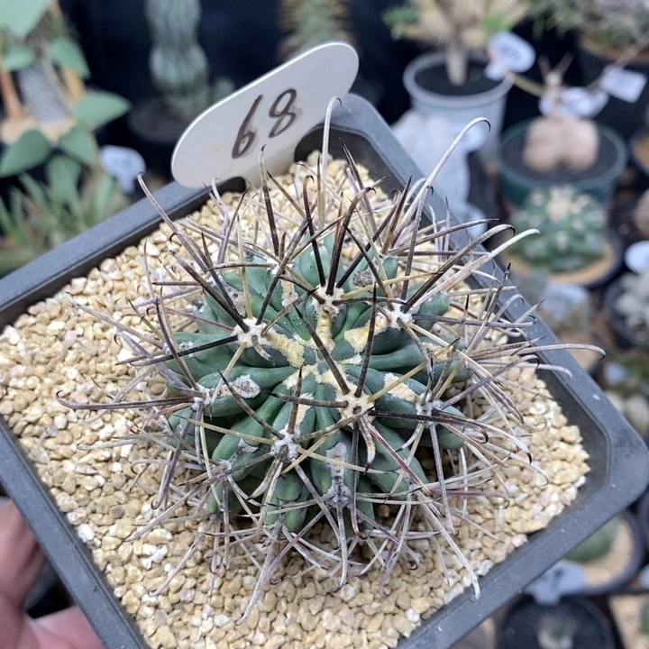 实生黑罗刹68号6cm