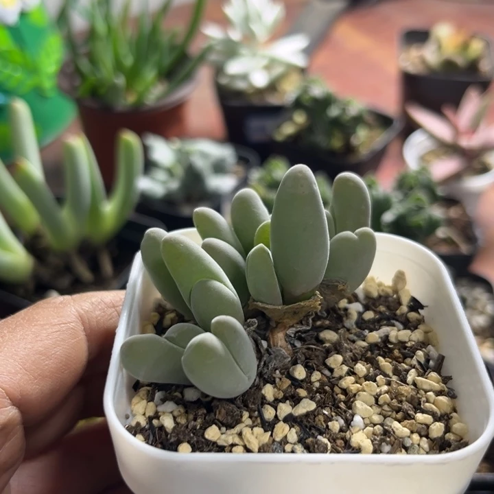 可爱多肉嘟嘟鲨鱼020