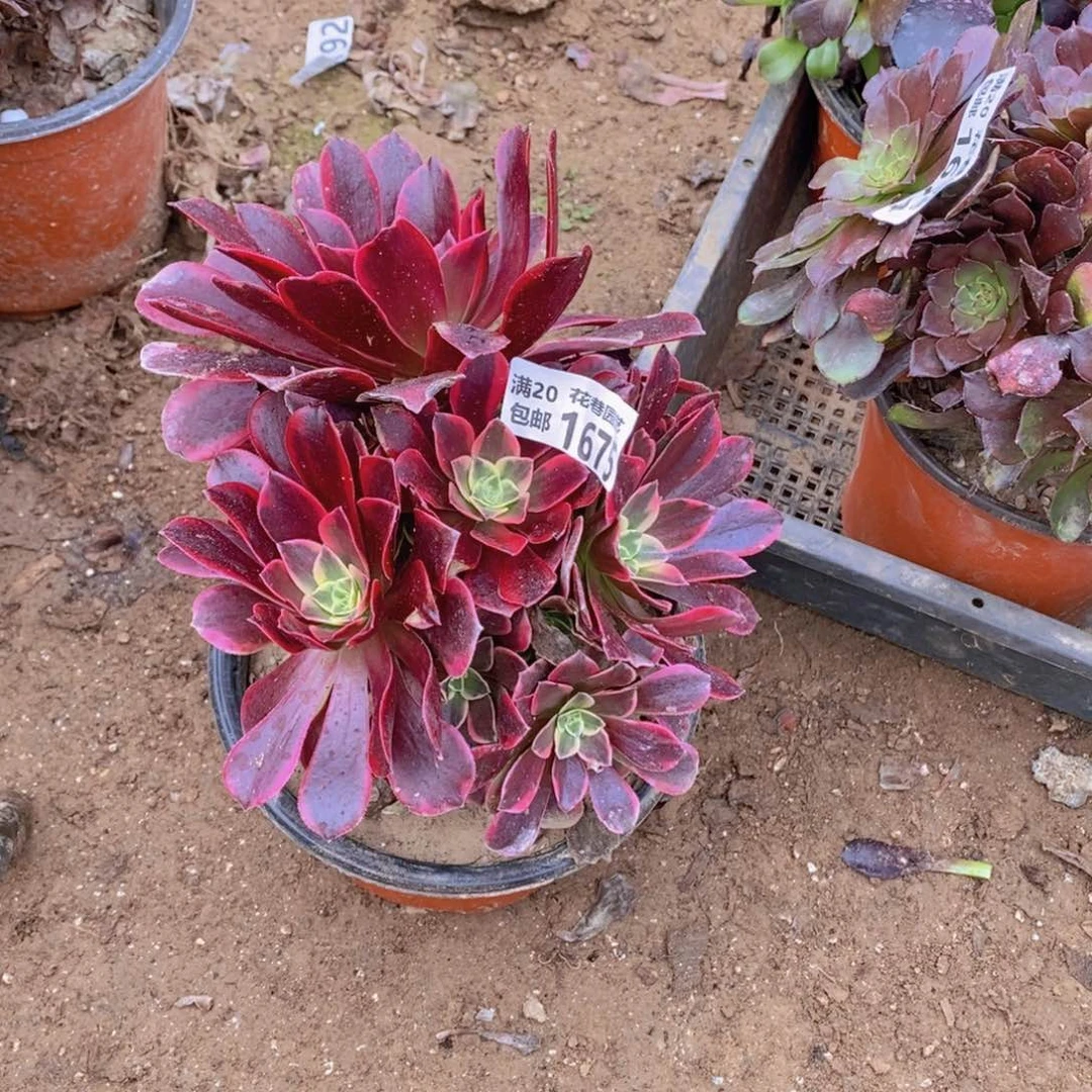 1675 号一物一拍多肉植物