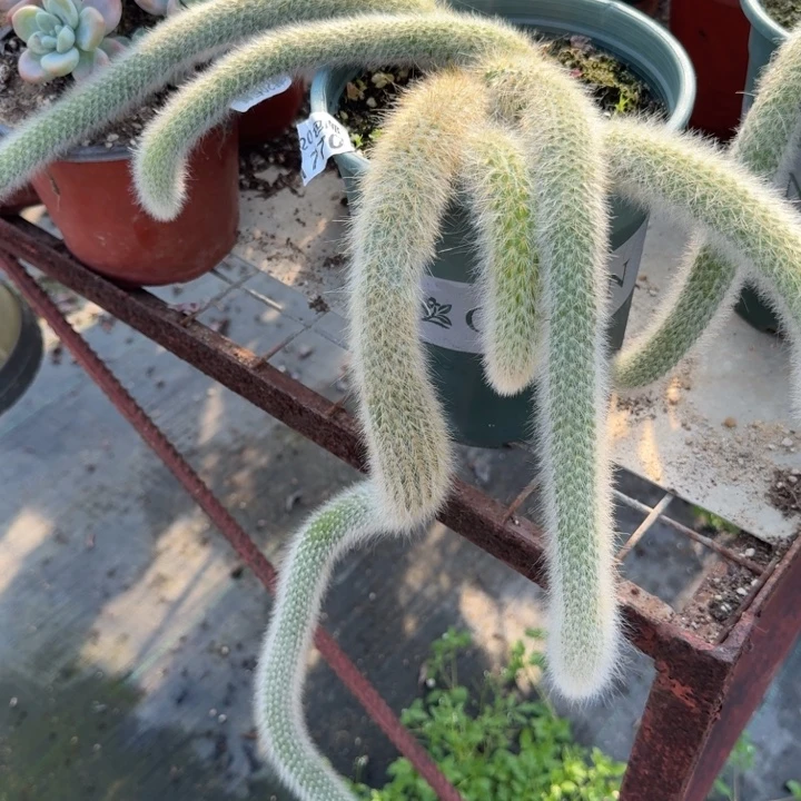 满20包邮，770九尾狐