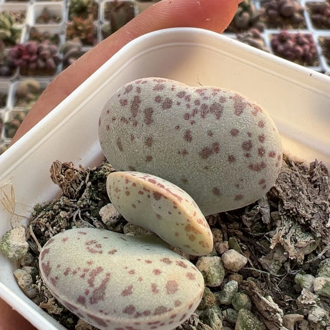 花蛋小桩多肉植物水泡