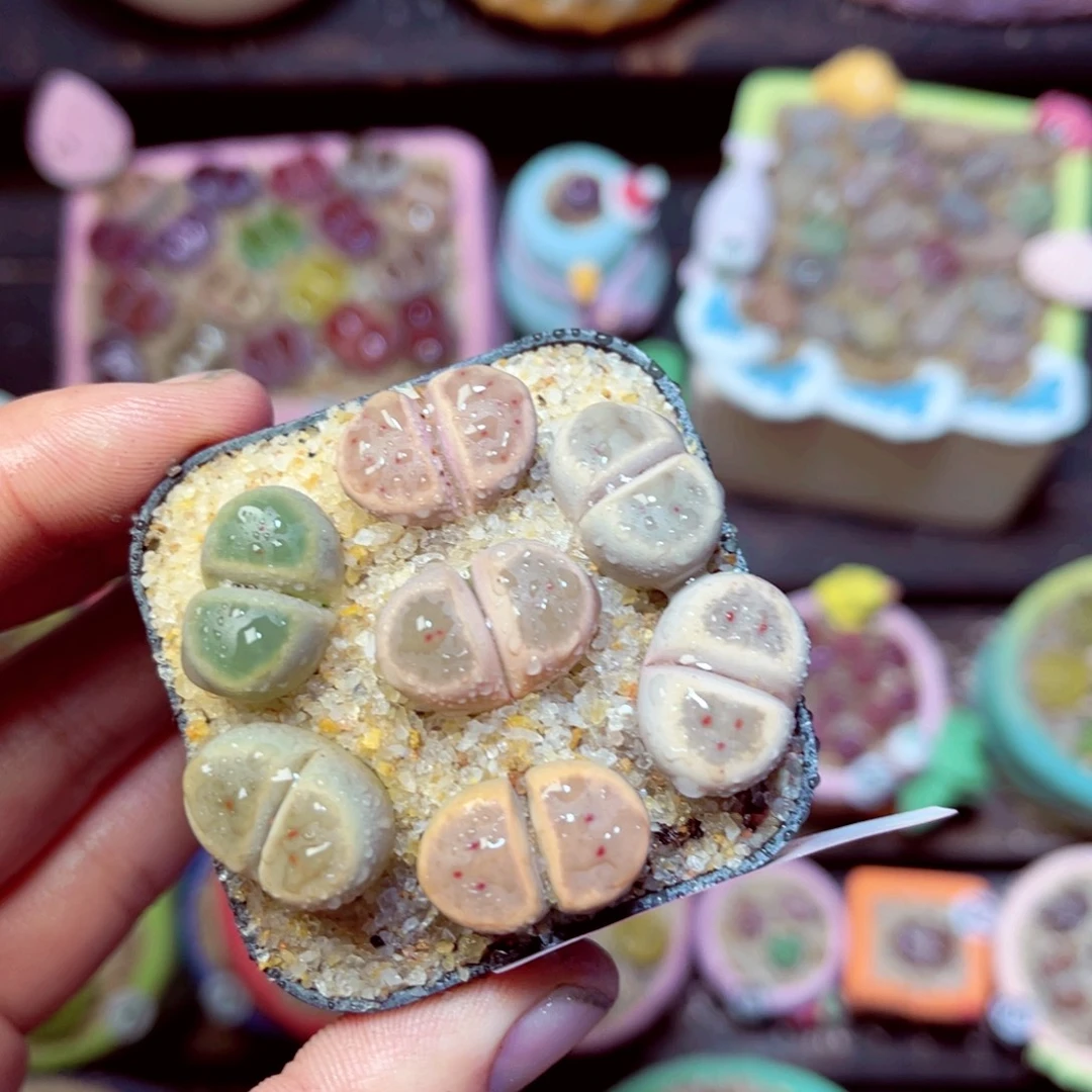 190生石花带盆发1