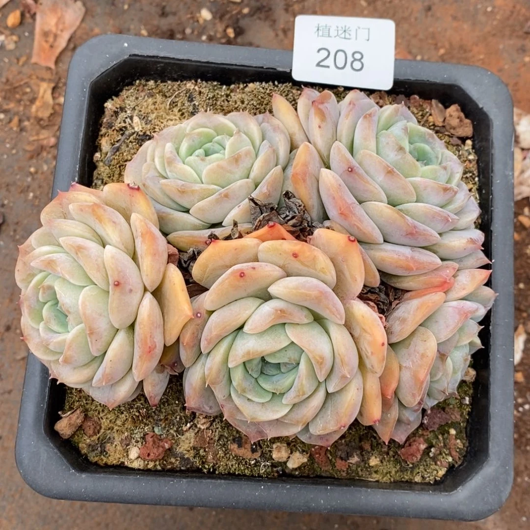 Z****霞杂交精品多肉208