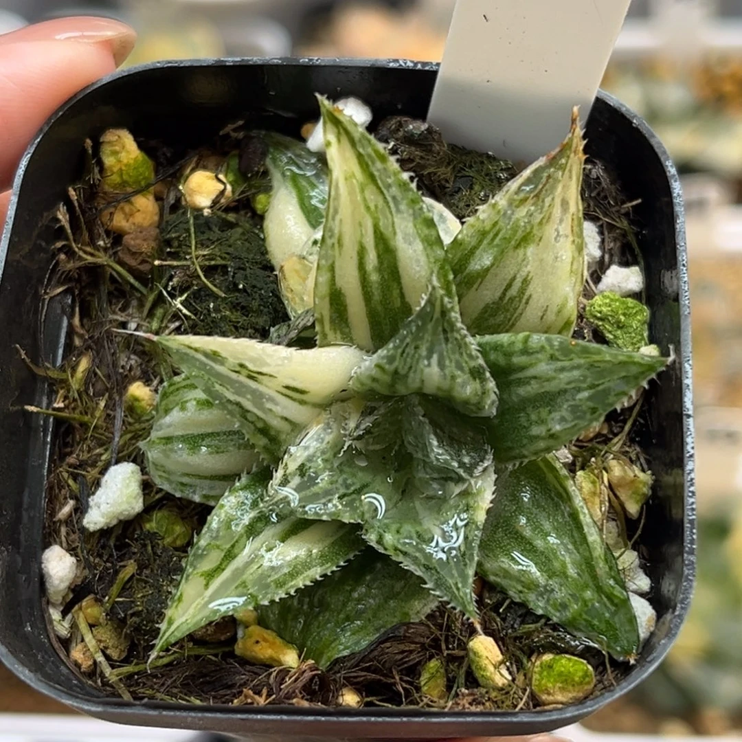 39变异实生寿锦带仔福利专场