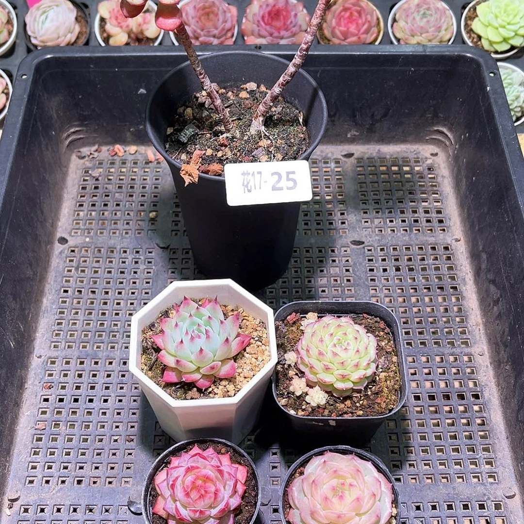 花利美17-25框拍5颗