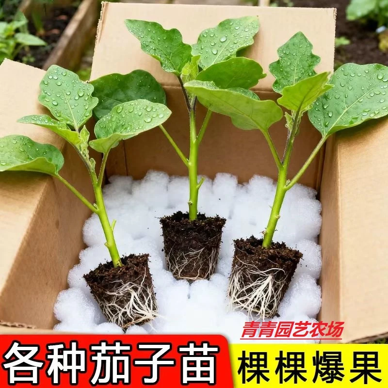 寿光早熟白色长茄秧苗白玉白雪公主白茄种子软糯香鲜抗病蔬菜种苗