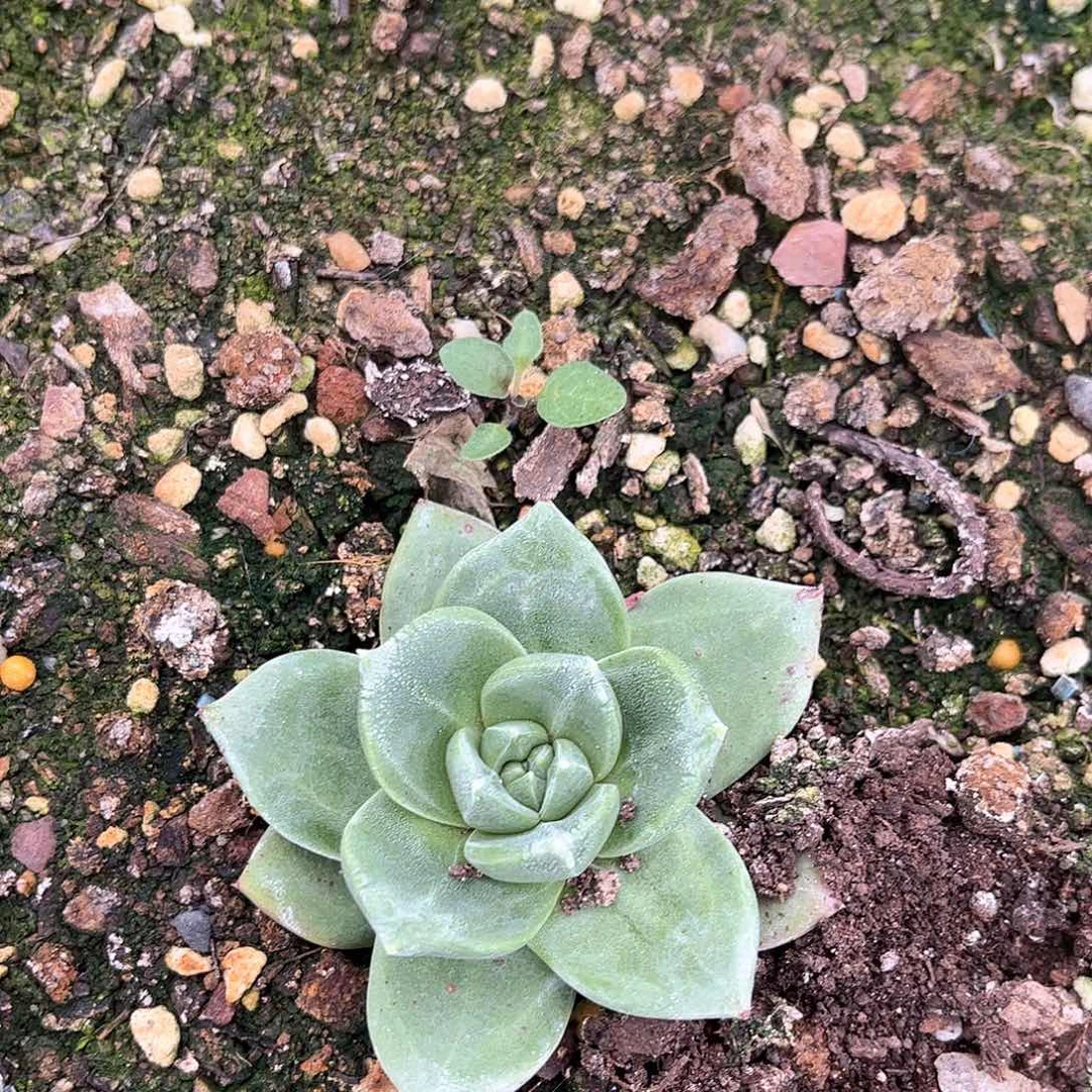 S****e6388帕翠啥仙女杯多肉