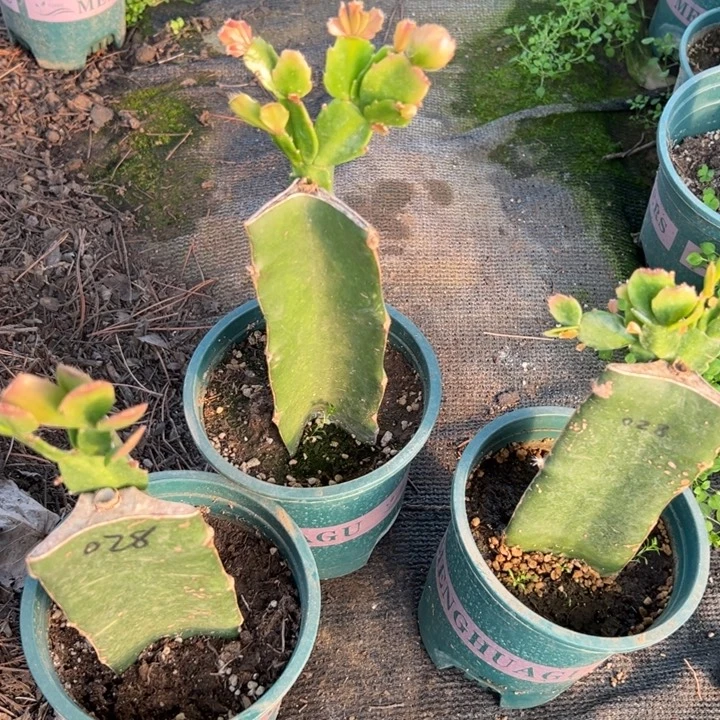 微***生66号028红色重瓣，6666