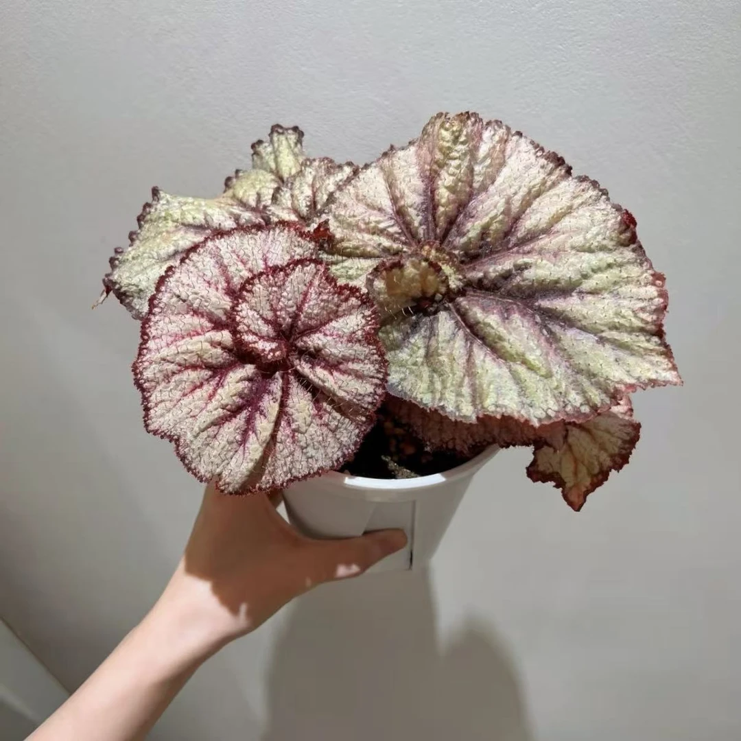 王子秋海棠网红ins风室内观赏绿植盆栽耐阴好养花卉