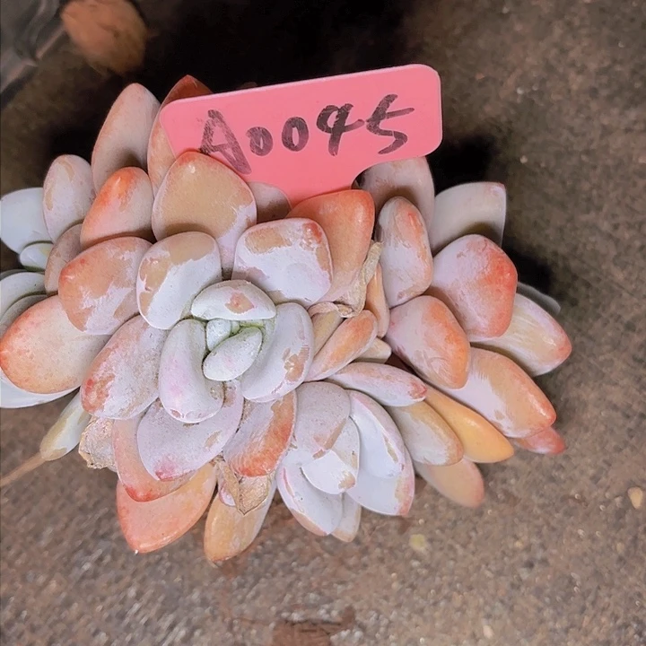 M****t粉兔价格便宜A0045