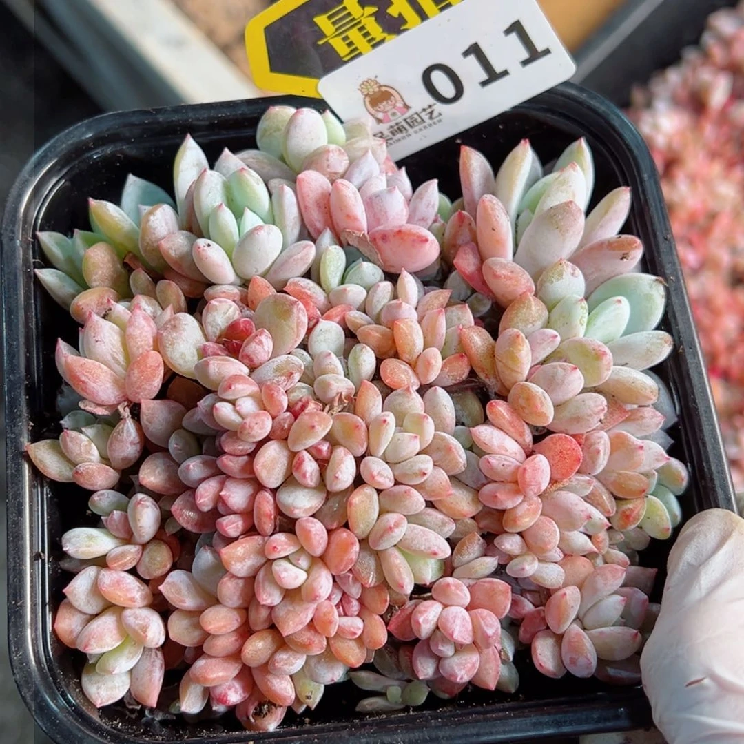 多肉植物多肉植物