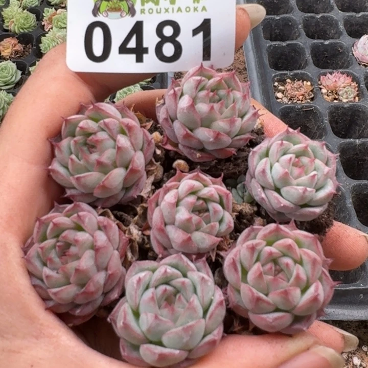 当前无花朵，栽培后可花朵多肉植物多肉植物