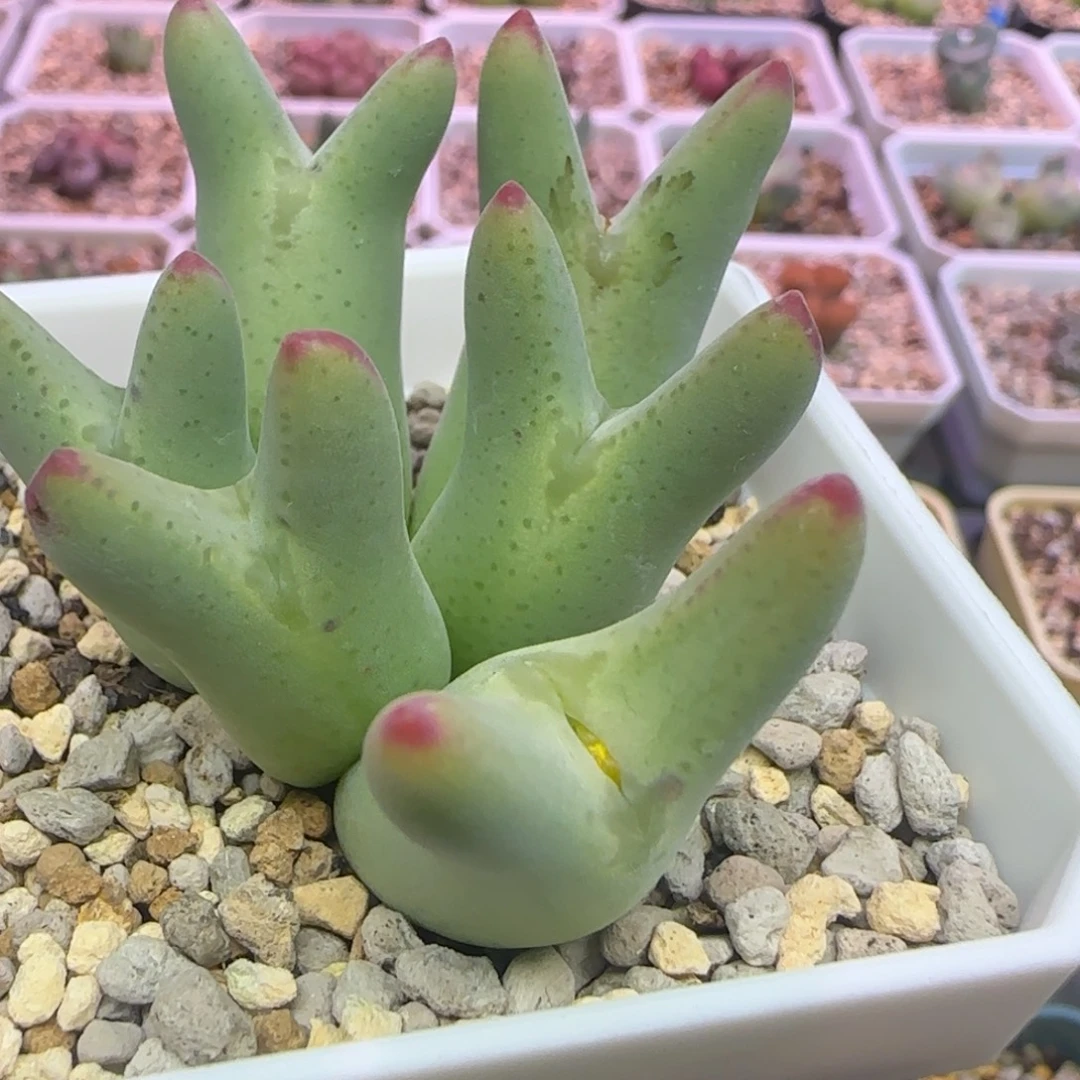 毛皮卡丘一群多肉植物