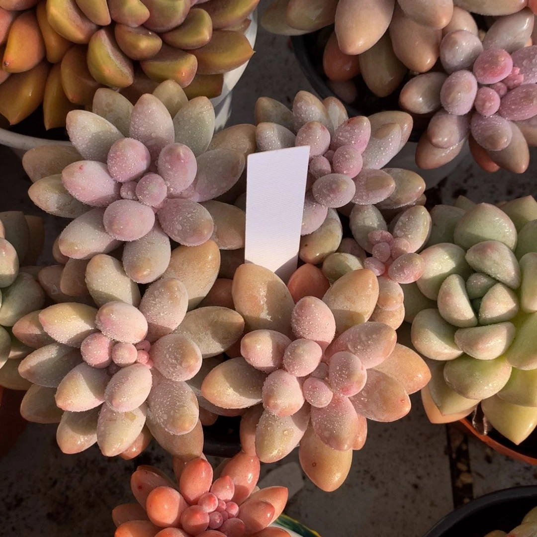 粉色恋人7272727272727