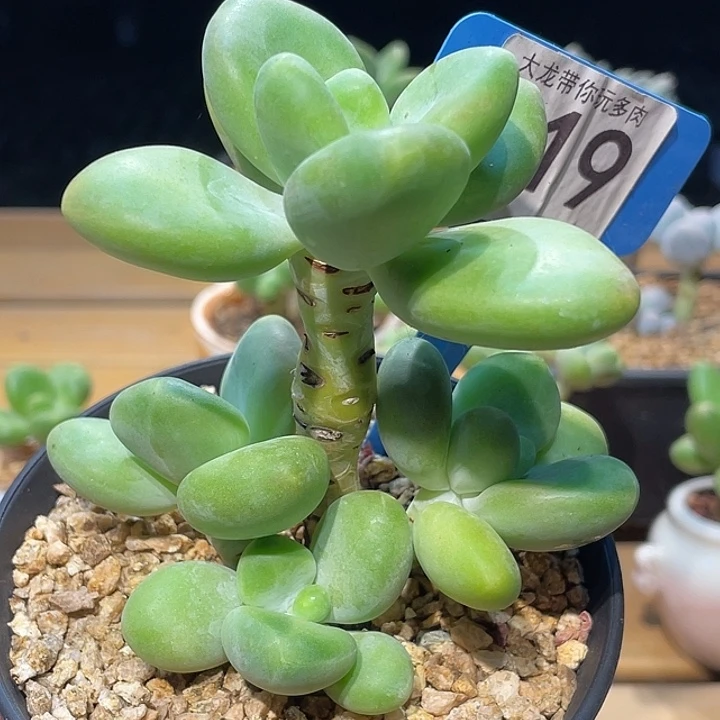 芒果奶019号的啊啊啊多肉啊