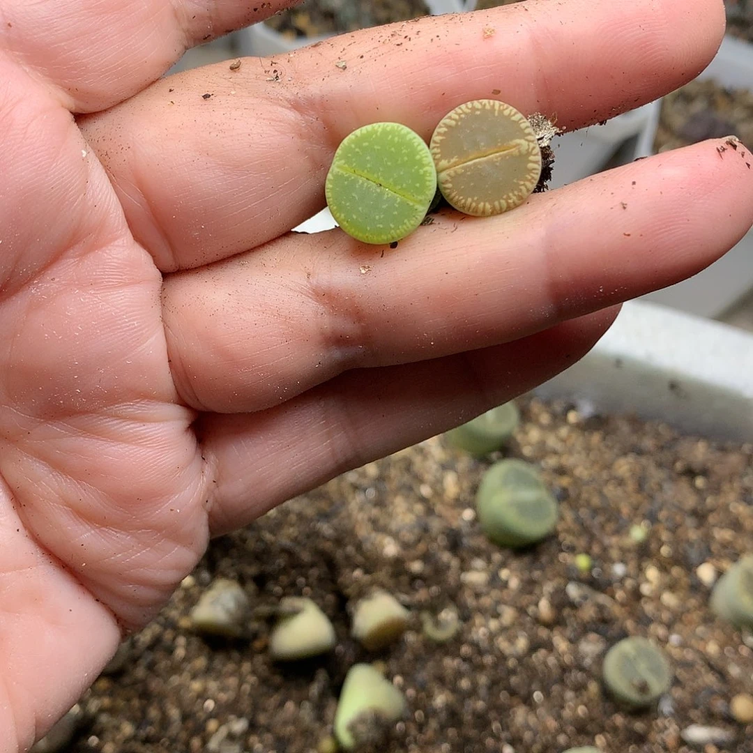 喵*?T46多肉植物保护