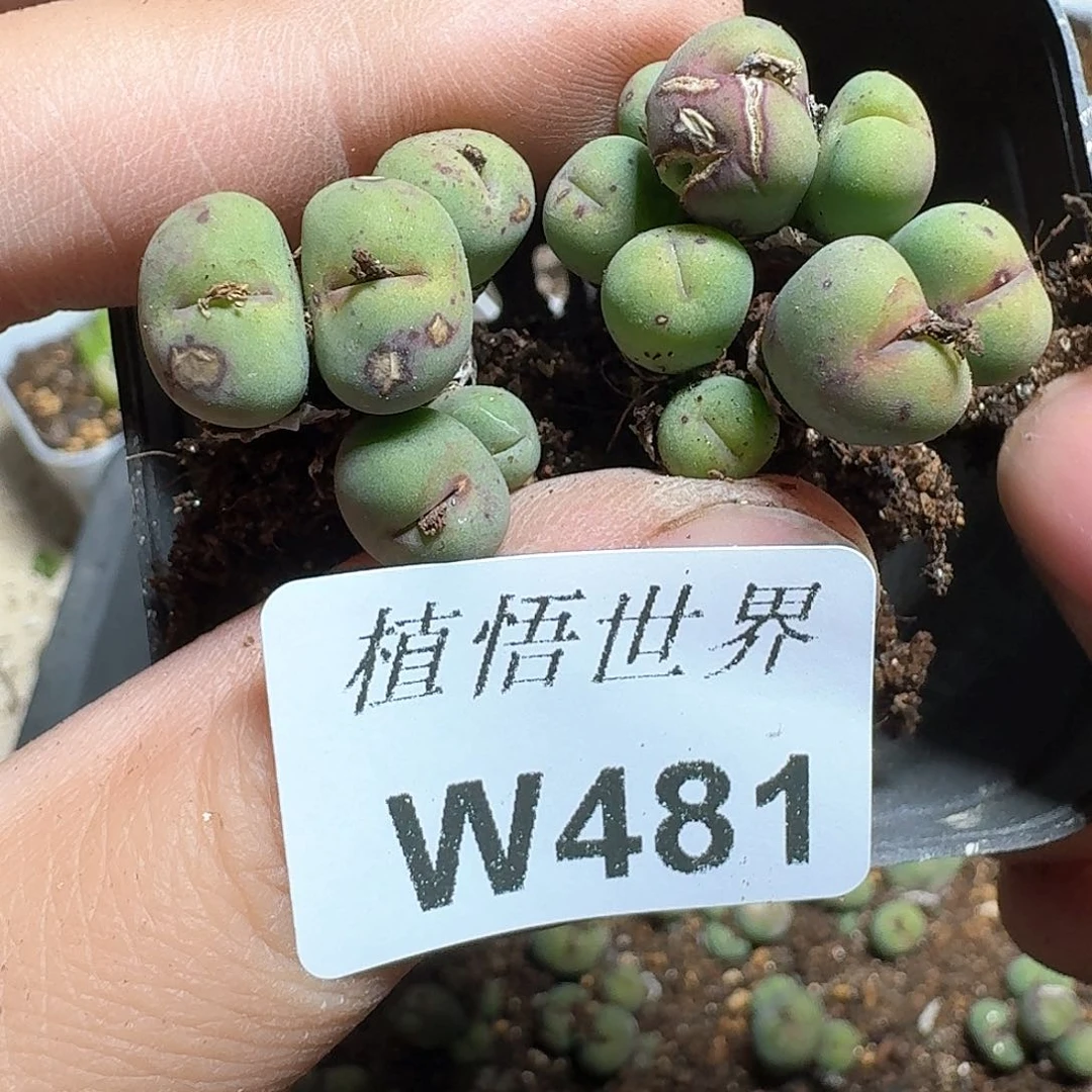 481盒多肉植物哇c f