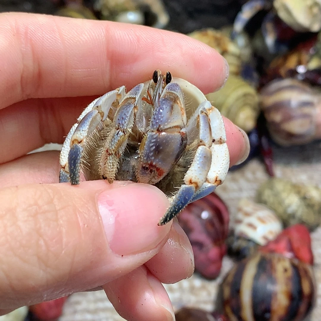 1.9口径奔跑的寄居蟹9号