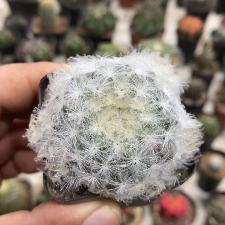 实生白星特价福利