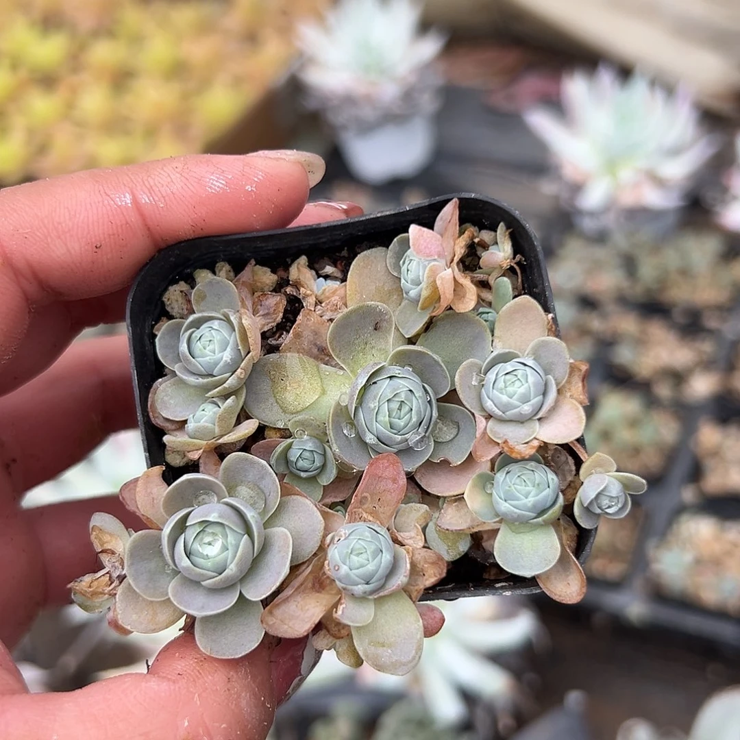 多肉植物子持莲华