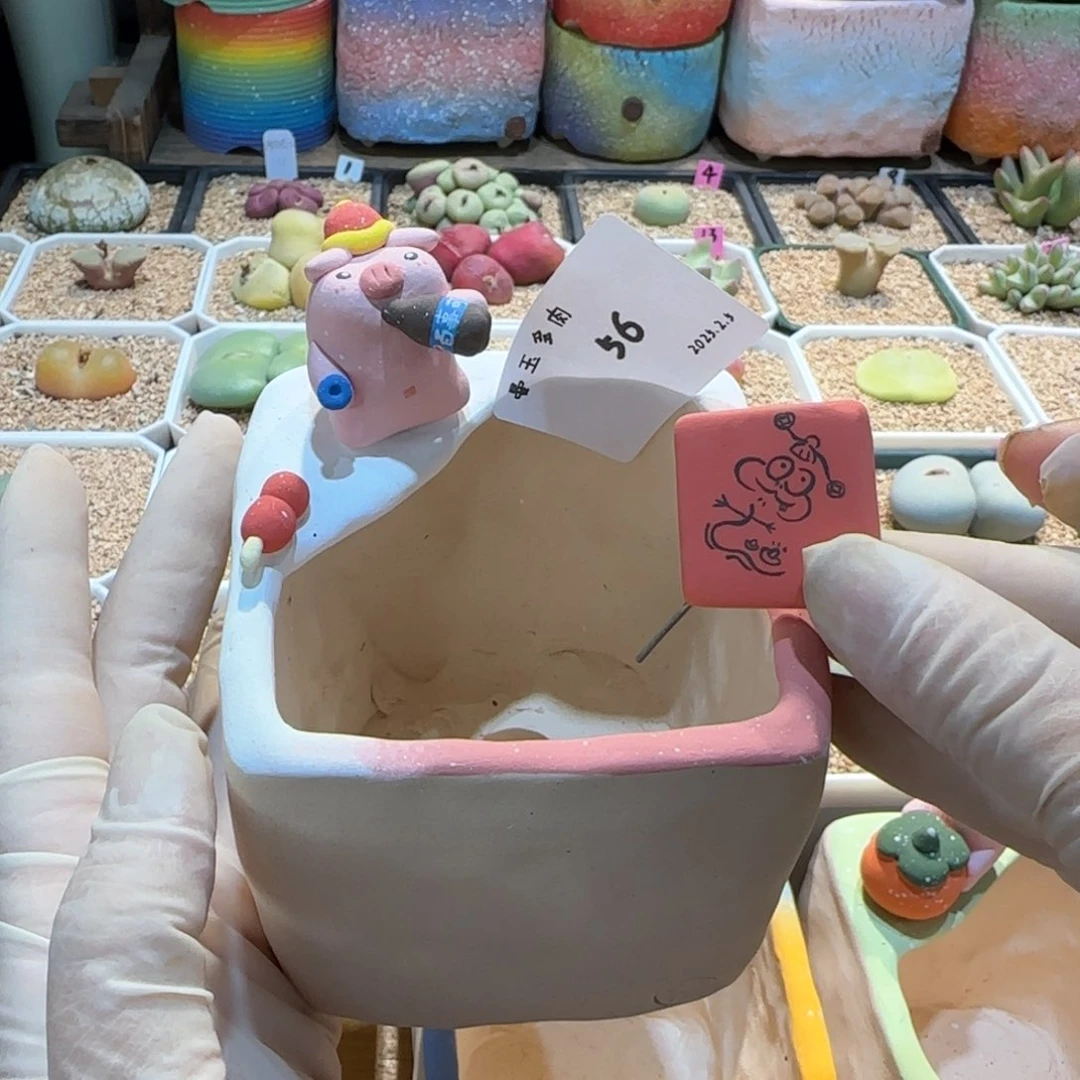 抱*我多肉多肉多肉2.5-056